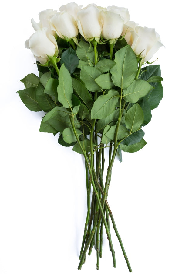 Blizzard White Rose