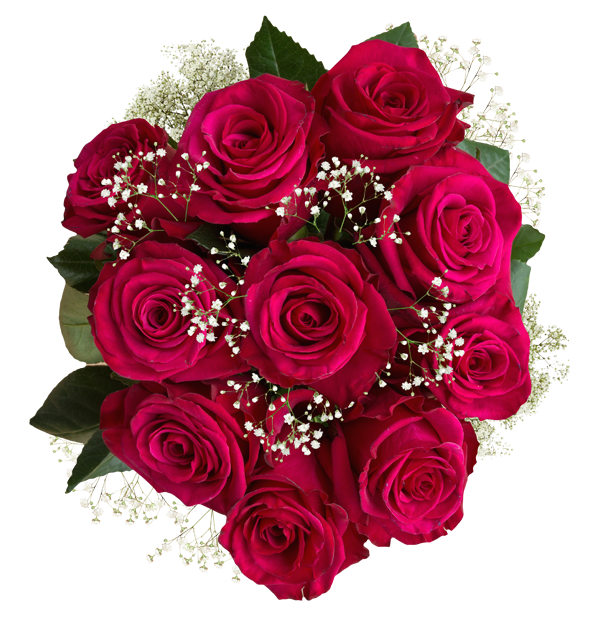 pink roses babys breath